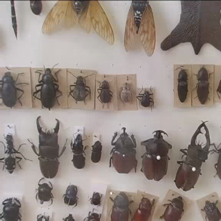 Einblick in die vielf&auml;ltigen Sammlungen des K&uuml;nstlers Hubertus Hess.